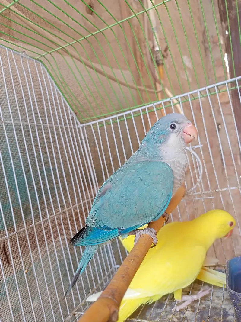 blue Monk babies parrot available — photo 2