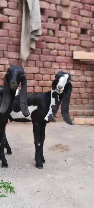 Nagri nasal Ambarsari nasal jori for sale Male and female