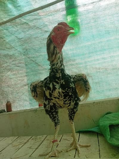 Laal aseel murgha aseel lasani aseel murgi Desi murgy parrot pair