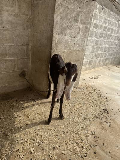 Kamori breed