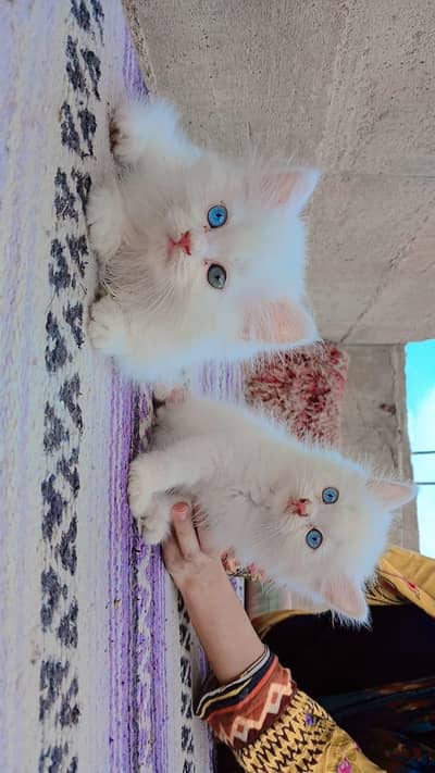 Blue Eyes Persian pair