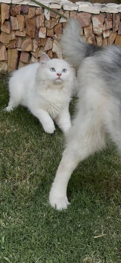 persian cat blue eyes