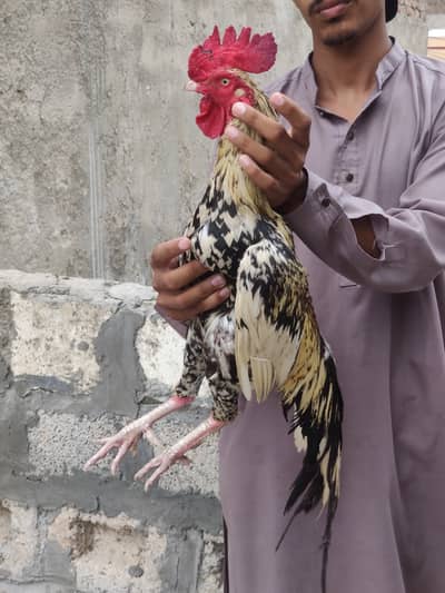 Aseel Bangum Murgha Sale