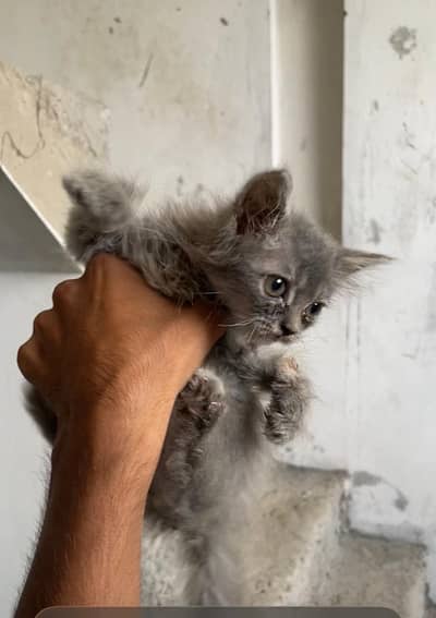 female kitten