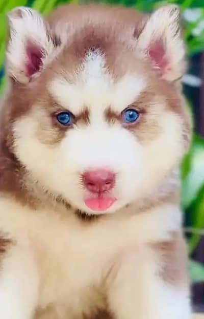 Siberian Husky for sale 0349//76//13//682