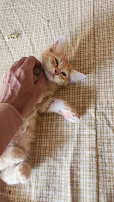 persion kitten for adoption