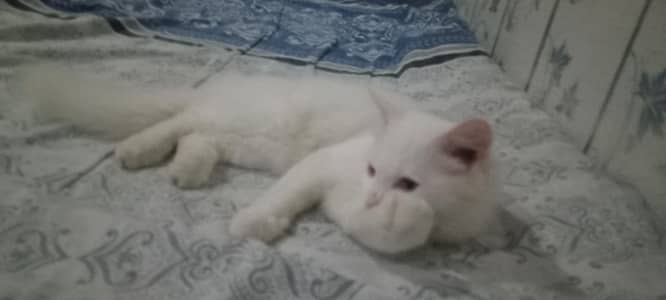 Persian Male Kitten