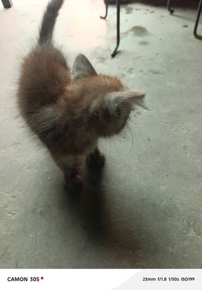 Persian cat for sale