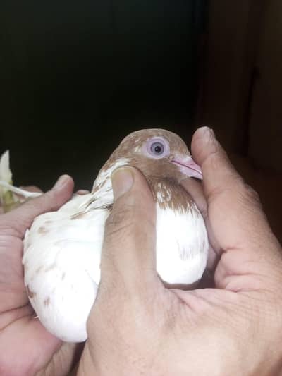 lalsiri / lakhi female pigeon for sale