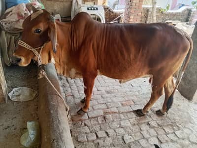 410000 price 8 mahena ki Gaban hy