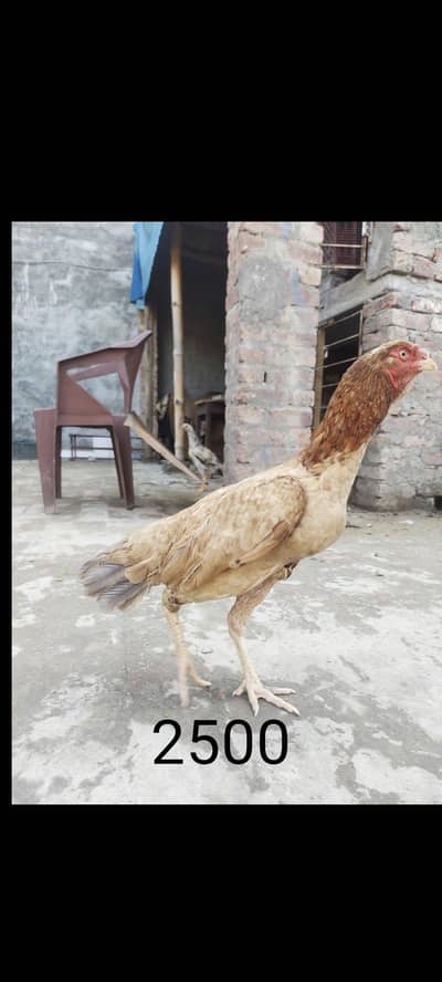khubsurat Murga aur murgiyain good health