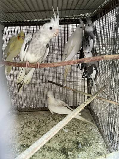 Healthy Cockatiel Birds for Sale – 21 Birds – Urgent Sale