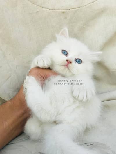 Persian female kitten for sale only 14k litter trained