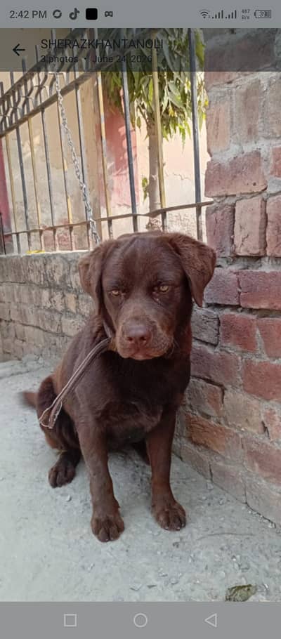 very healthy and beautiful dog