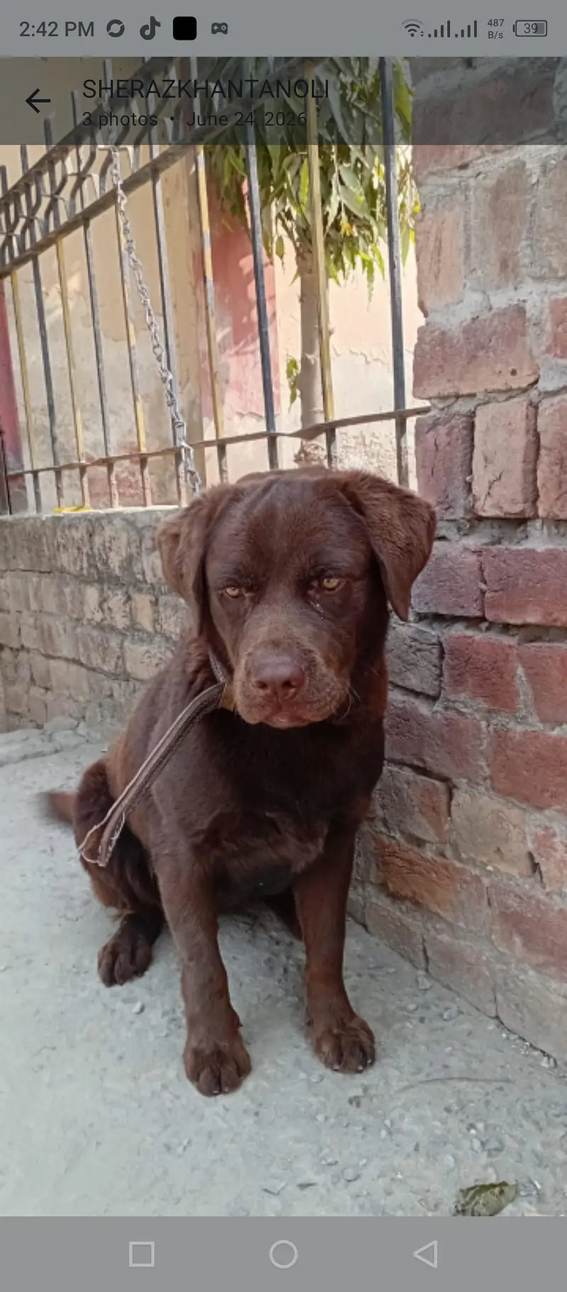 very healthy and beautiful dog