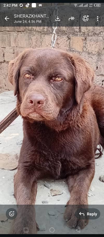very healthy and beautiful dog