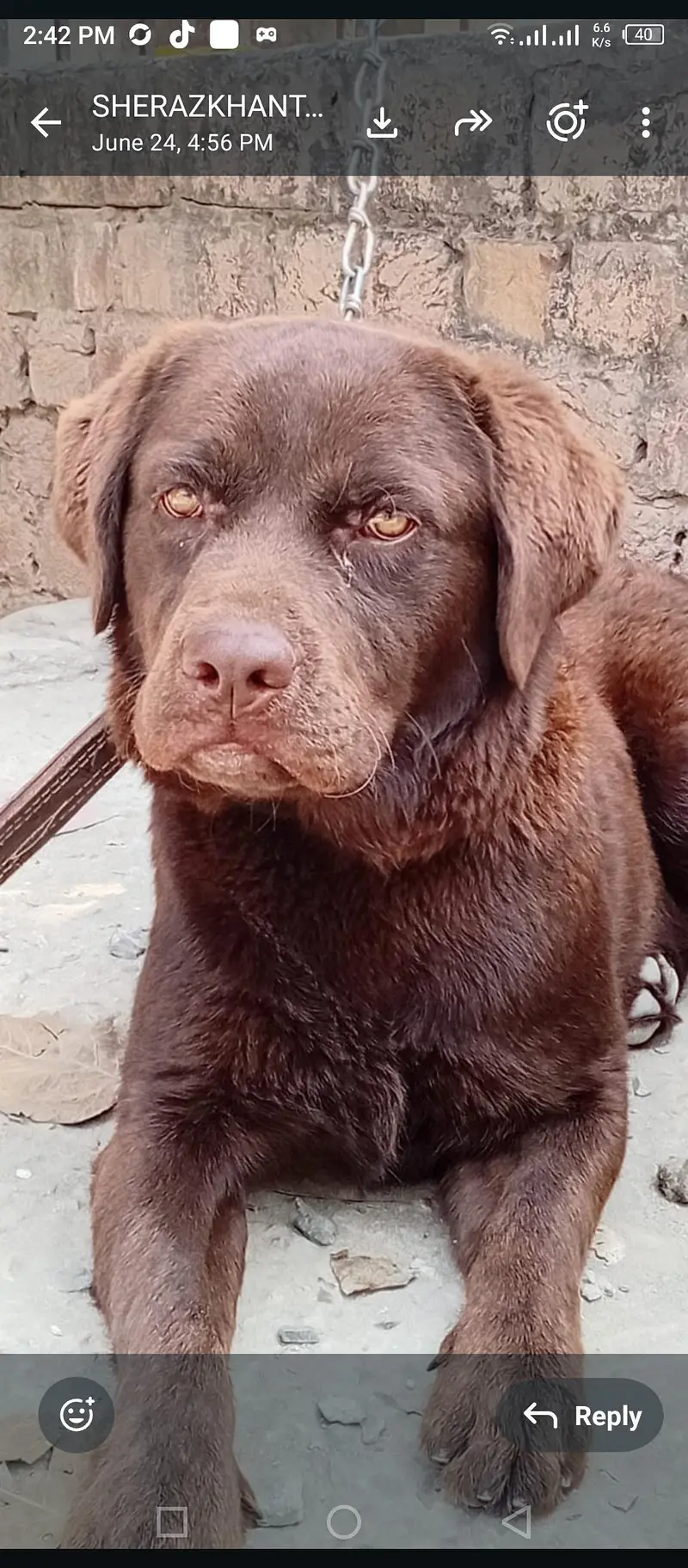 very healthy and beautiful dog — photo 2