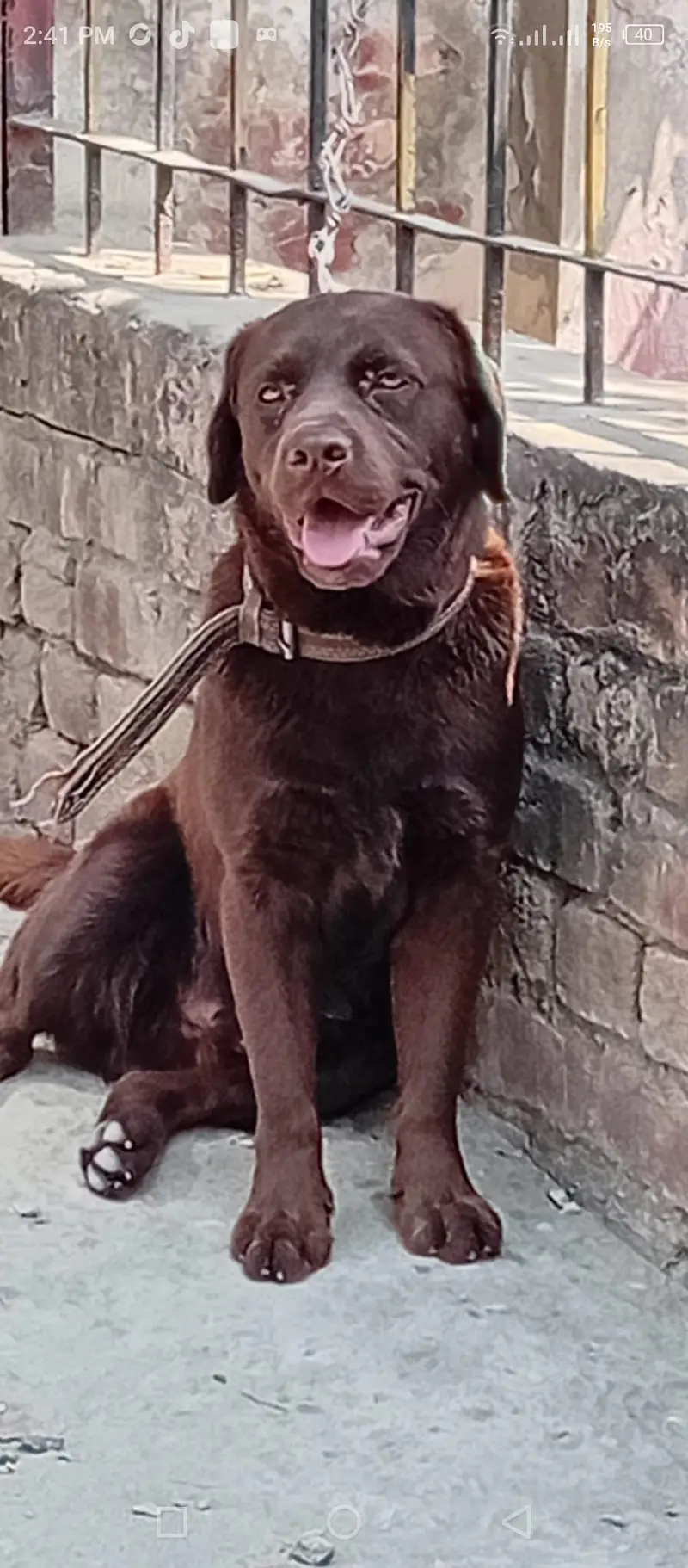 very healthy and beautiful dog — photo 3