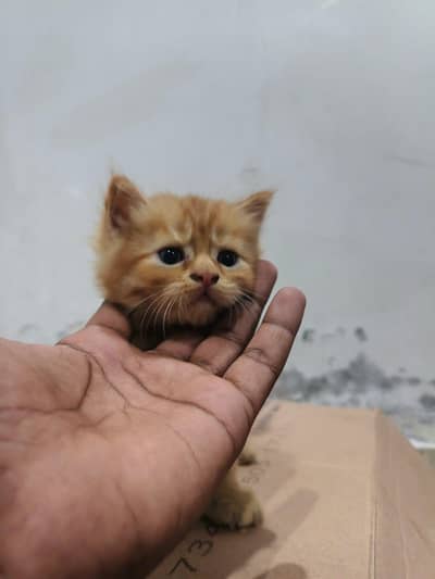 cats store