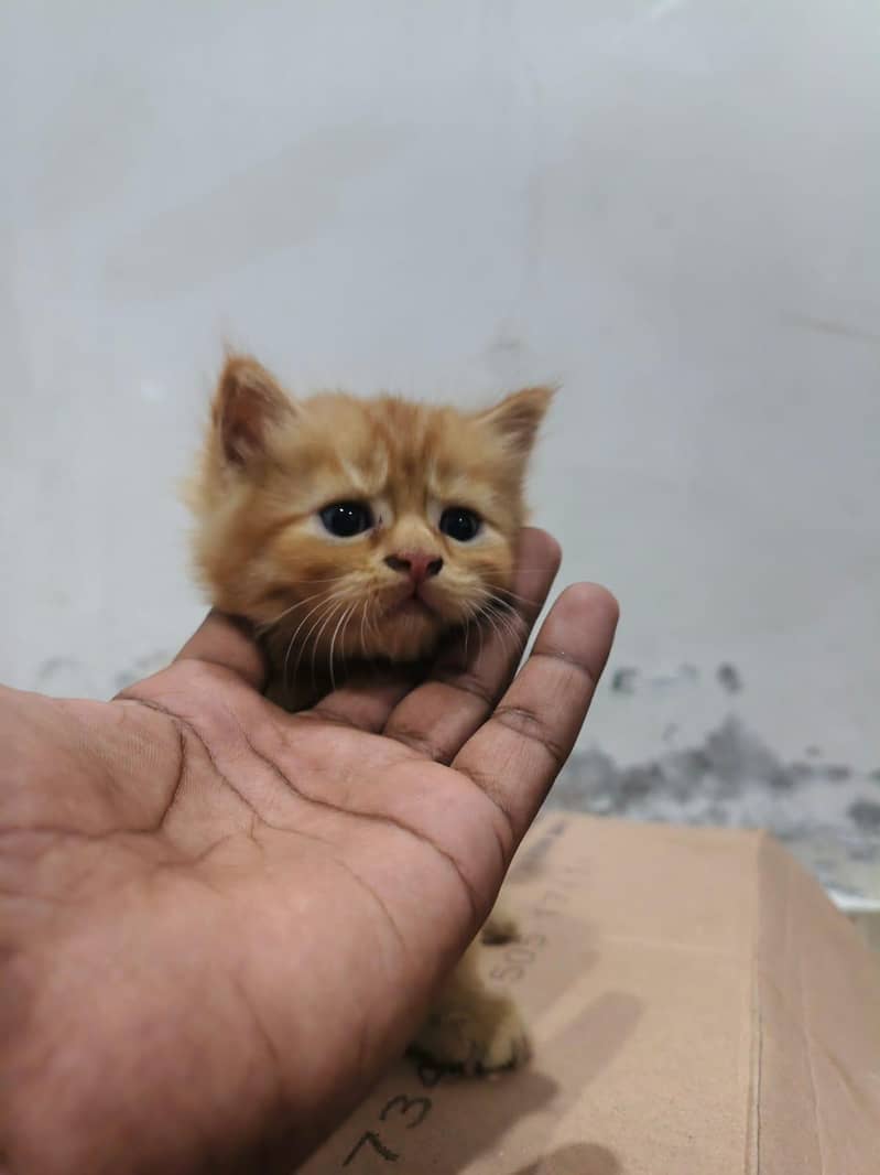 cats store 0