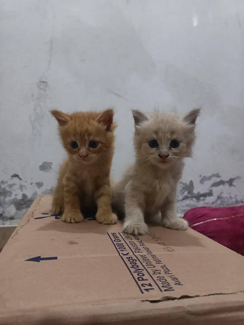 cats store 1
