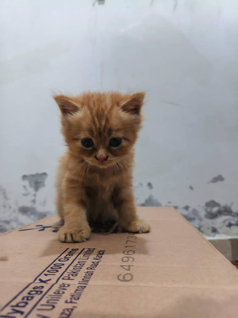 cats store 2