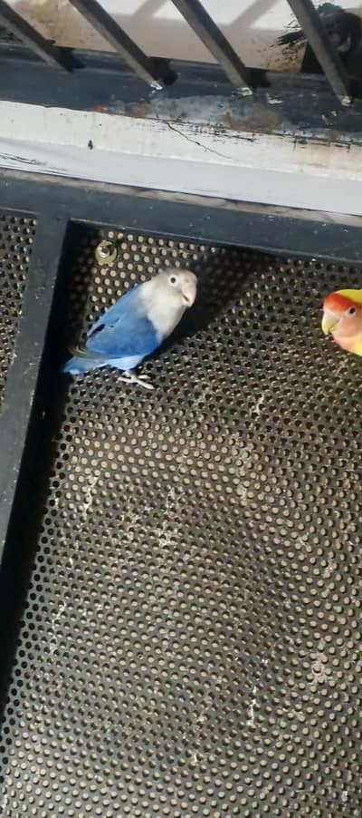 love birds