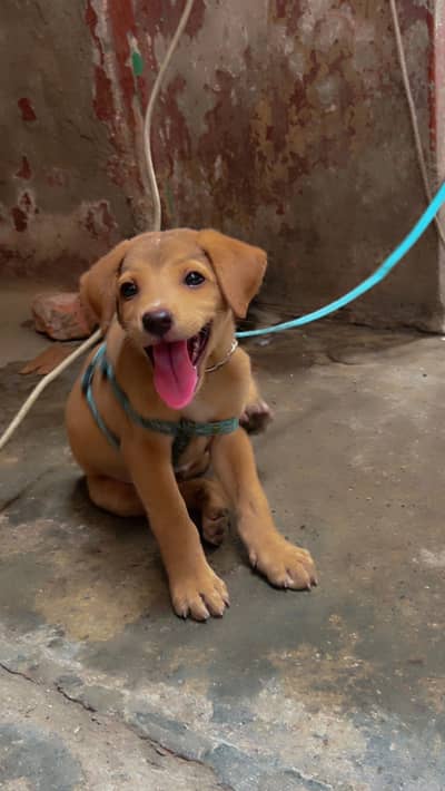 golden colour puppi full healdy and active