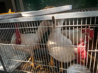 3 Cocks for sale