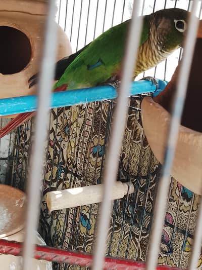 black capped and curly conure healthy