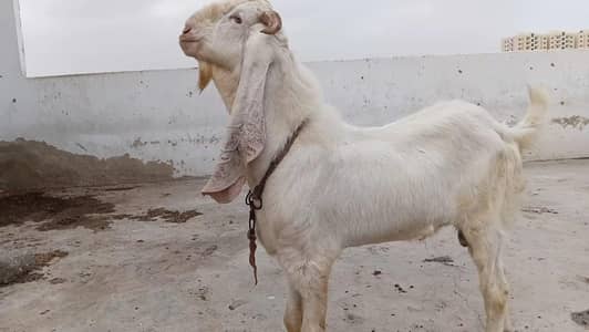gulabi Bakra | Bakra | goat