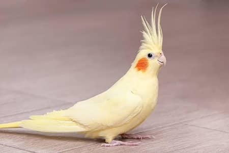 cockatiel pair for sale