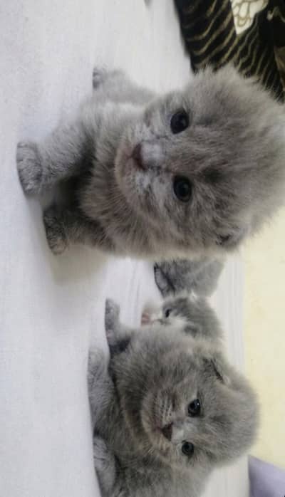 grey kitten