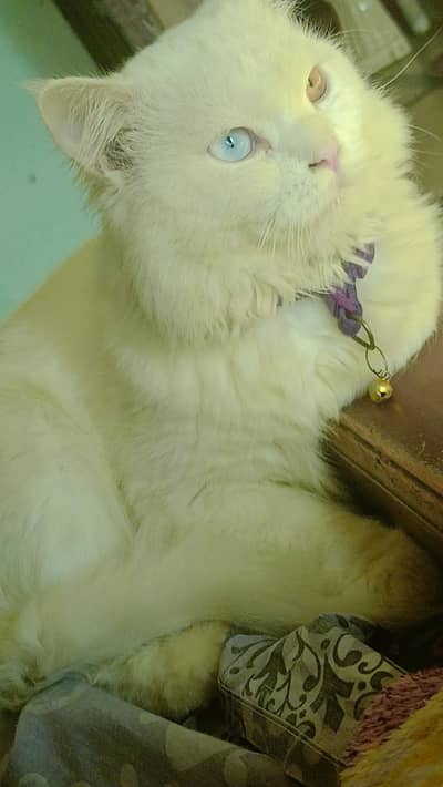 cat Persian male female and kittens available