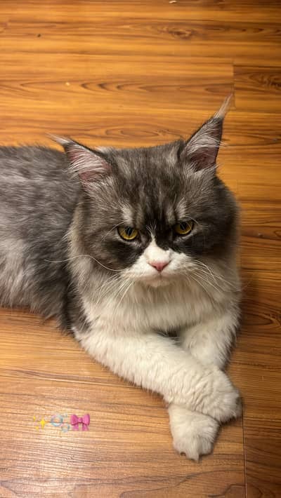 Persian x Siberian breed up for sale