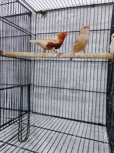 FULL ORANGE  PAIR AND PURE EUMO MALE