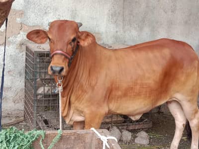 cow ( Sahiwal cholistani breed)