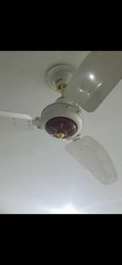 Royal fan
