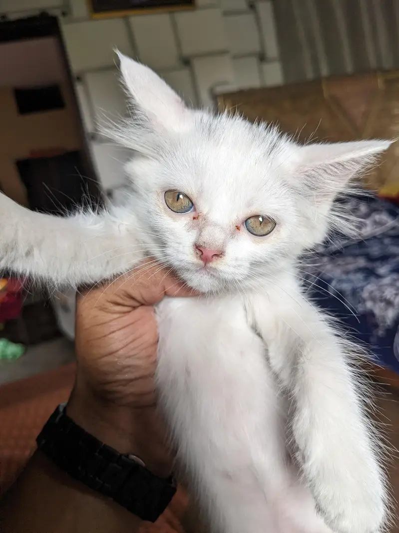 Persian cats with kittens — photo 2