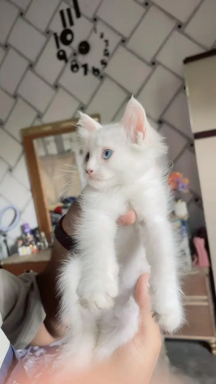 Persian cats with kittens — photo 6