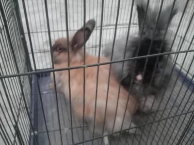 big size Australian rabbits breeder