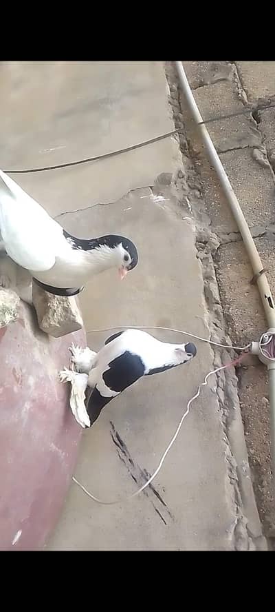Black shirazi pair for sale
