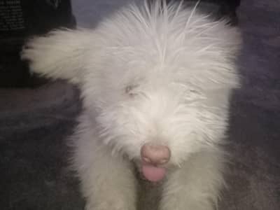 Russian dog available