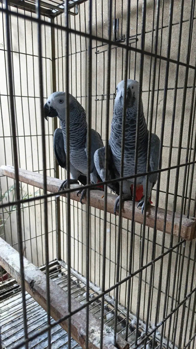 1 year age two talking African Grey parrots