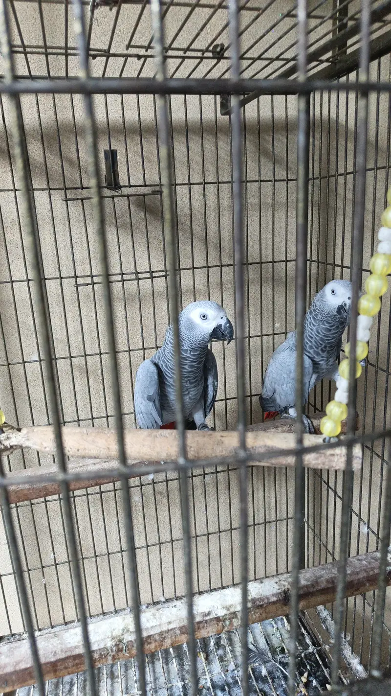1 year age two talking African Grey parrots — photo 2