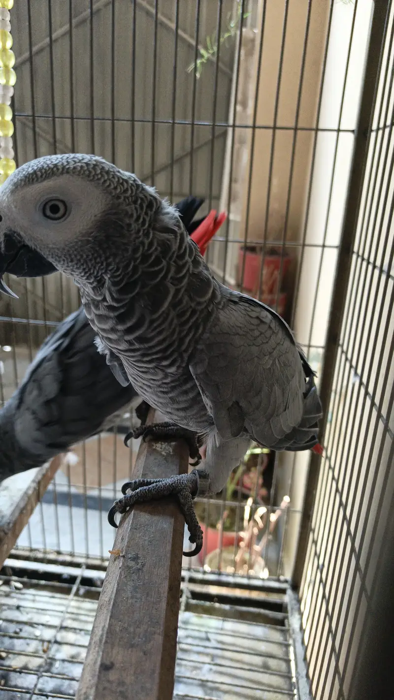 1 year age two talking African Grey parrots — photo 3