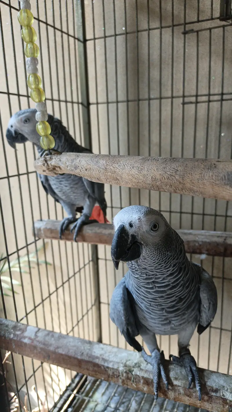 1 year age two talking African Grey parrots — photo 4