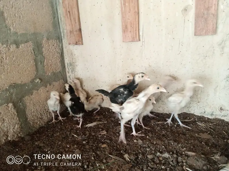Aseel, Hera, Fancy — photo 4