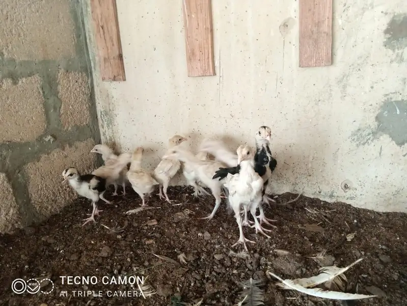 Aseel, Hera, Fancy — photo 11