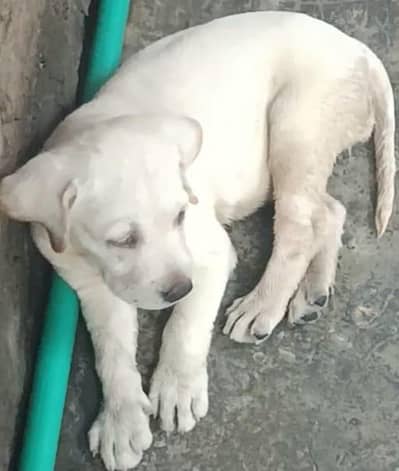 I want to sale my Labrador white female black nose